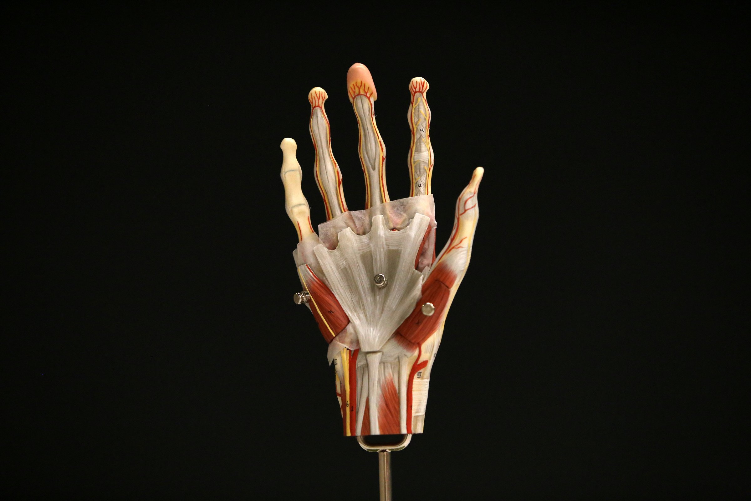 finger anatomy and physiology